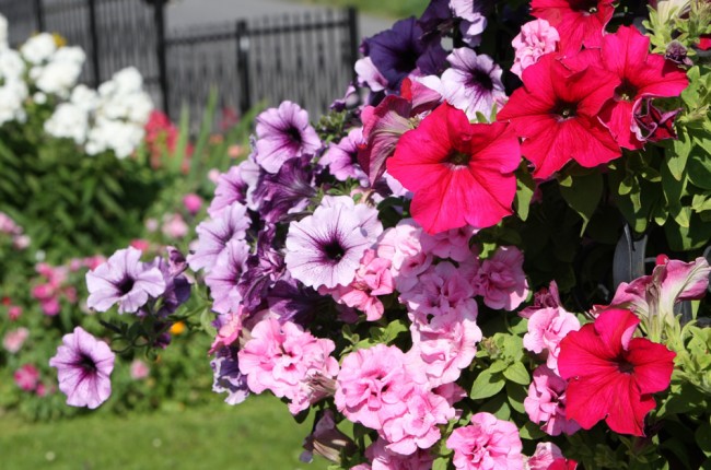 Blumenpracht vor dem Gästehaus Regina